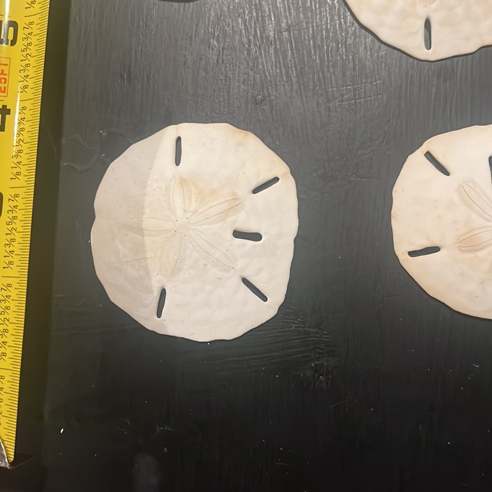 Large Sanddollars - Picture 5 of 7